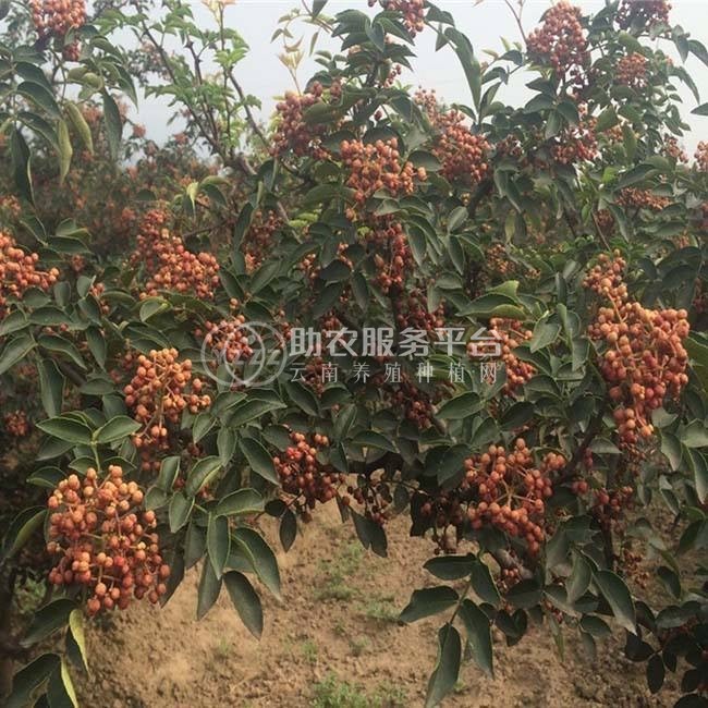 临沧市花椒种植专业合作社 供应量2吨图4