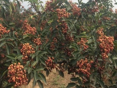 临沧市花椒种植专业合作社 供应量2吨图4