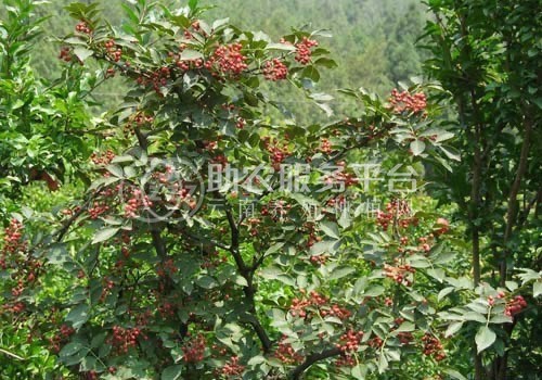 临沧市花椒种植专业合作社 供应量2吨图5