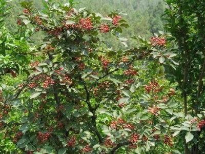 临沧市花椒种植专业合作社 供应量2吨图5