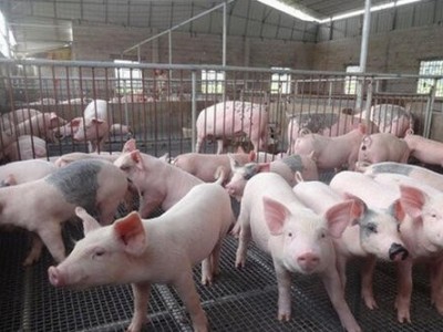 景洪生猪养殖基地供应量10万头图2