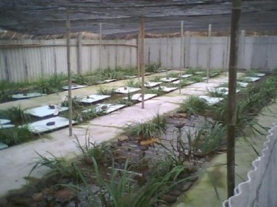 普洱石蛙养殖基地供应量200万只图3