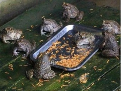 普洱石蛙养殖基地供应量200万只图7