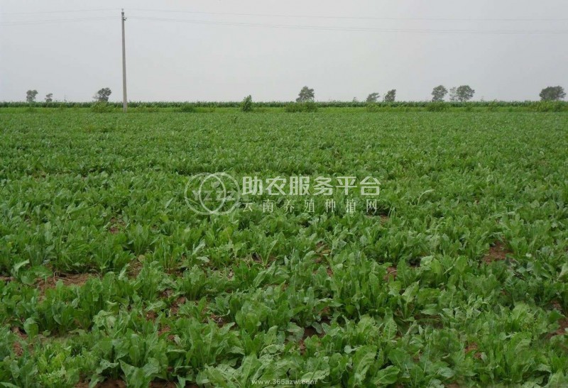 怒江板蓝根种植基地供应15吨图1
