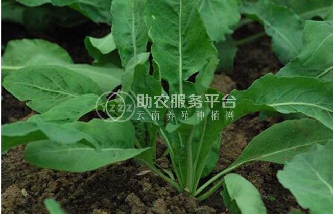 怒江板蓝根种植基地供应15吨图2