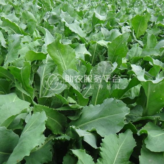 怒江板蓝根种植基地供应15吨图3