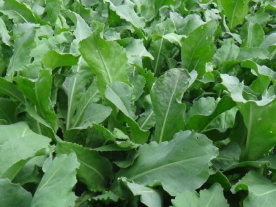 怒江板蓝根种植基地供应15吨图3