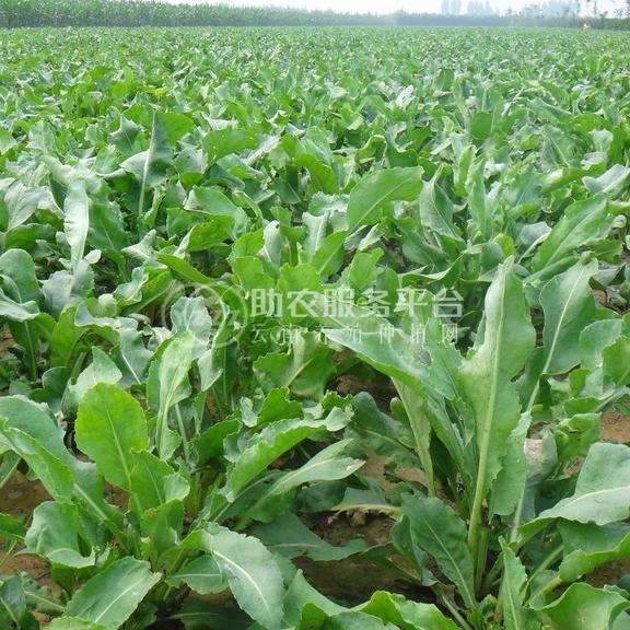 怒江板蓝根种植基地供应15吨图4