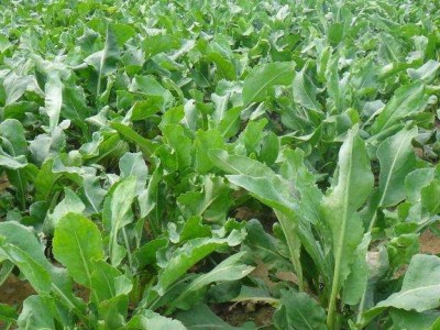 怒江板蓝根种植基地供应15吨图4