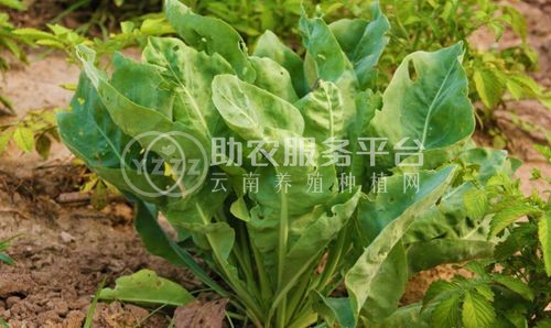 怒江板蓝根种植基地供应15吨图5