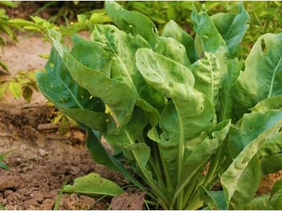怒江板蓝根种植基地供应15吨图5