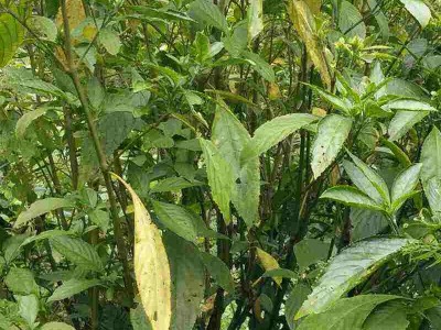 怒江板蓝根种植基地供应15吨图6