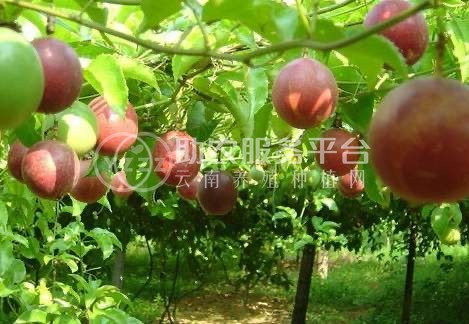 保山昌宁百香果种植专业合作社供应量5吨图1