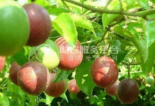 保山昌宁百香果种植专业合作社供应量5吨图2