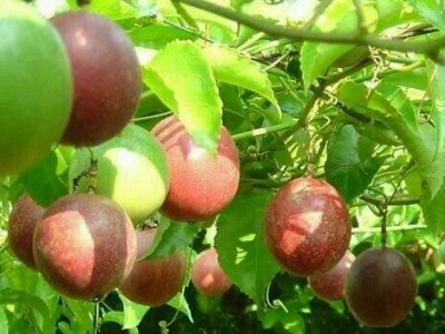 保山昌宁百香果种植专业合作社供应量5吨图2