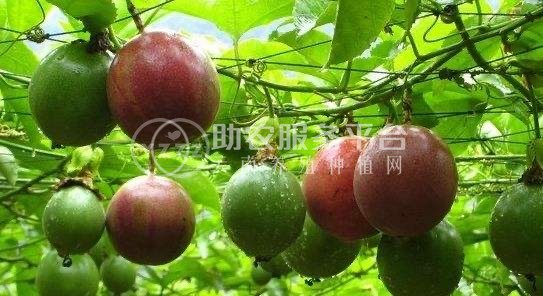 保山昌宁百香果种植专业合作社供应量5吨图4