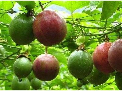 保山昌宁百香果种植专业合作社供应量5吨图4