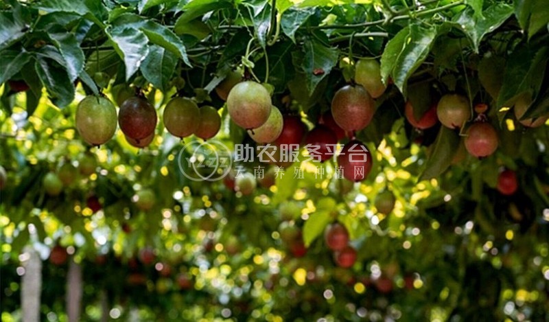 保山昌宁百香果种植专业合作社供应量5吨图5