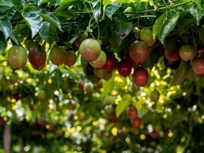 保山昌宁百香果种植专业合作社供应量5吨图5