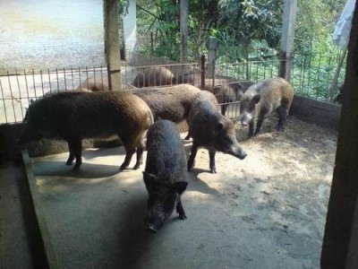 普洱野猪养殖基地供应量9万头图3