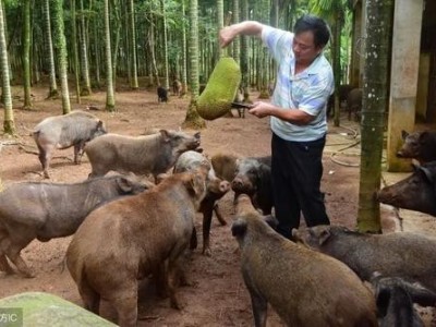普洱野猪养殖基地供应量9万头图4