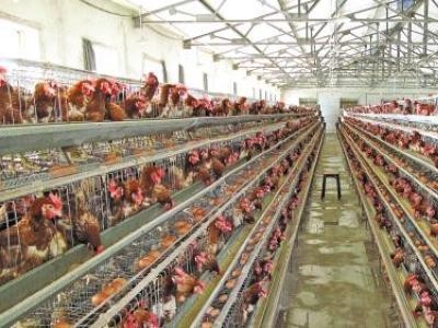普洱蛋鸡养殖基地供应量8万只图5