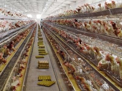 普洱蛋鸡养殖基地供应量8万只图8