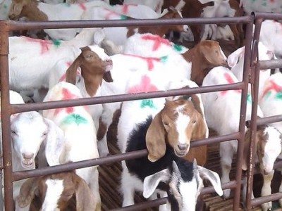 普洱羊养殖基地供应量8万头图8