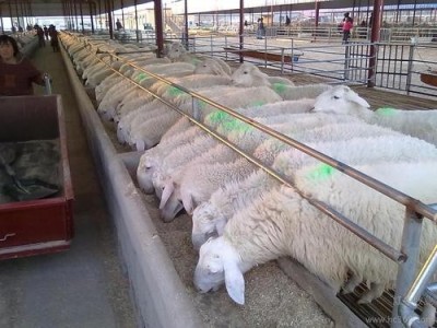 普洱羊养殖基地供应量8万头图7
