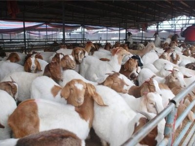 普洱羊养殖基地供应量8万头图9