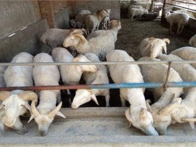 普洱羊养殖基地供应量8万头图3