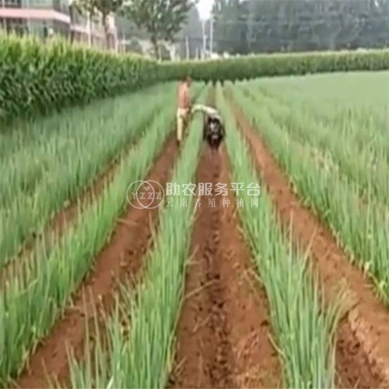 保山腾蔬菜种植合作社  供应量2吨图1