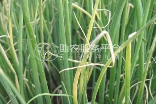 保山腾蔬菜种植合作社  供应量2吨图2