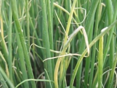 保山腾蔬菜种植合作社  供应量2吨图2