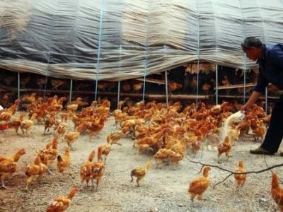 普洱鸡养殖基地供应量7万只图8