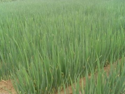 保山腾蔬菜种植合作社  供应量2吨图3