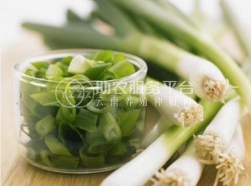 保山腾蔬菜种植合作社  供应量2吨图4
