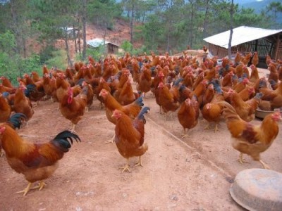 普洱土鸡养殖基地功能供应量9万只
