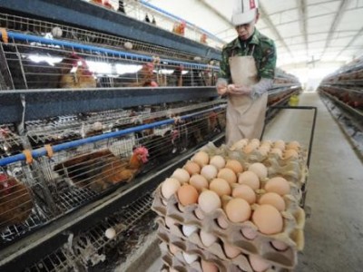 普洱土鸡养殖基地功能供应量9万只图6