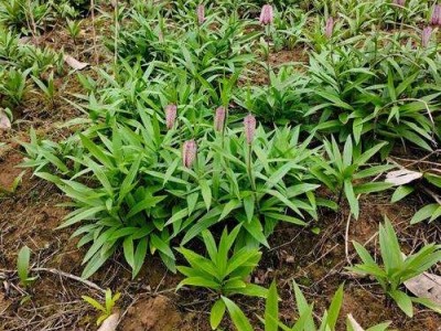 怒江川贝种植基地供应25吨