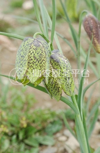 怒江川贝种植基地供应25吨图3