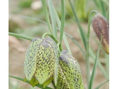 怒江川贝种植基地供应25吨图3