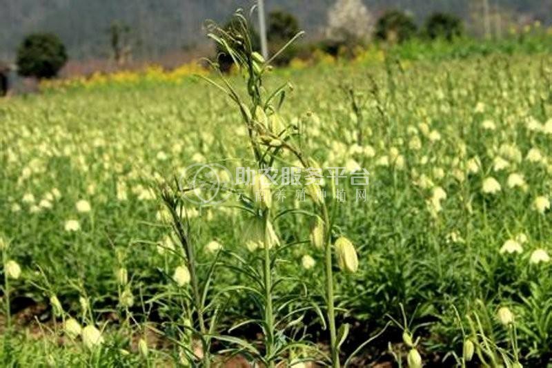 怒江川贝种植基地供应25吨图5