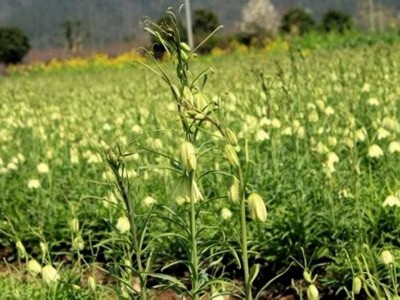 怒江川贝种植基地供应25吨图5