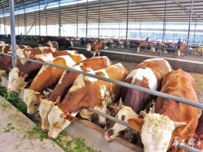 普洱黄牛养殖基地供应量5万头图4
