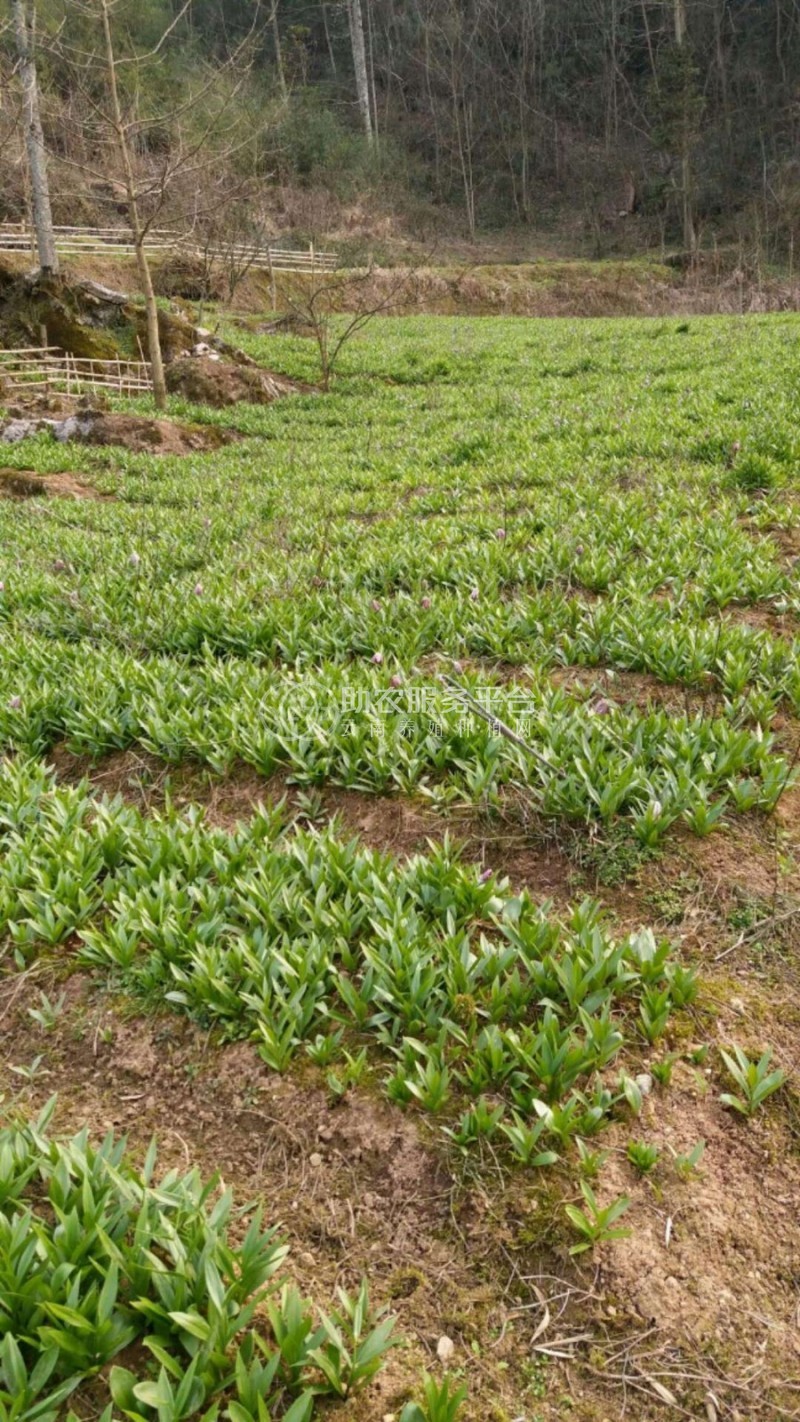 怒江川贝种植基地供应25吨图6