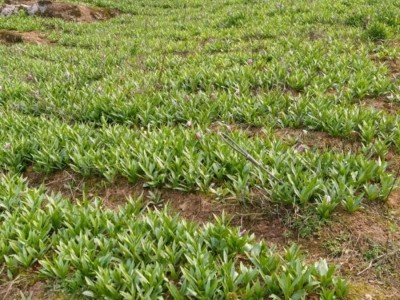 怒江川贝种植基地供应25吨图6