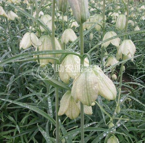 怒江川贝种植基地供应25吨图8