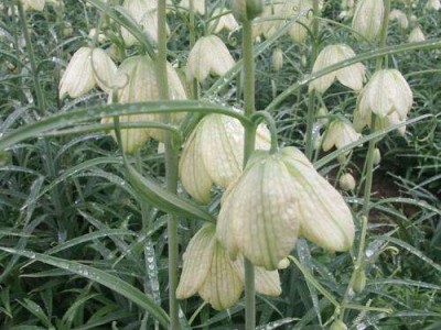怒江川贝种植基地供应25吨图8