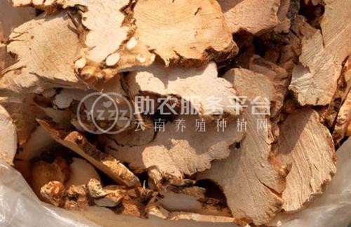 怒江茯苓种植基地供应30吨图1
